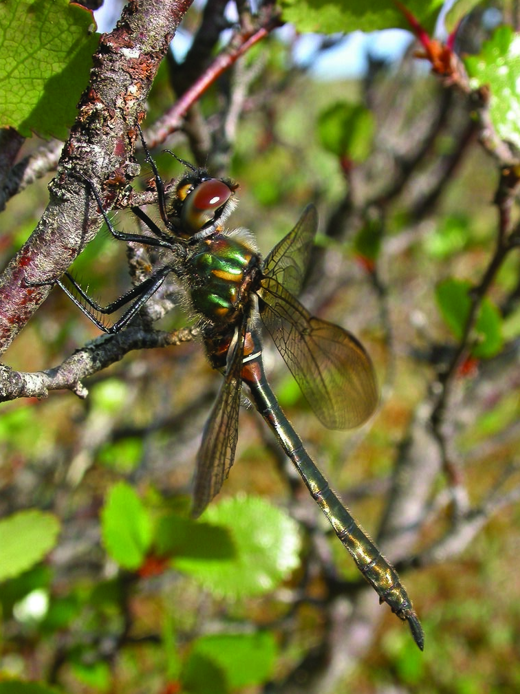World Wetlands Day Muskeg Emerald Dragonfly 2025 World Wetlands Day Muskeg Emerald Dragonfly 2025